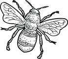 Bee.png
